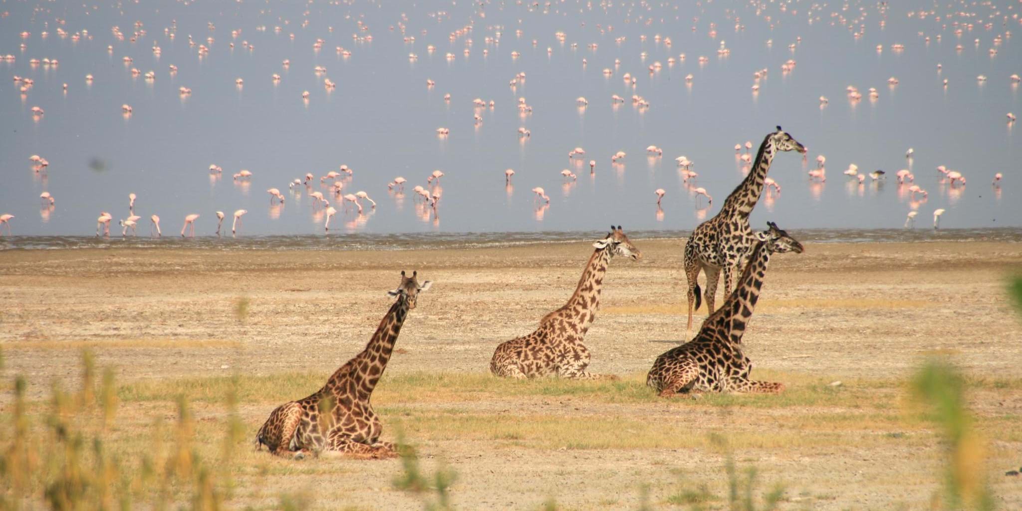 6 Days Tanzania Group Sharing Safari