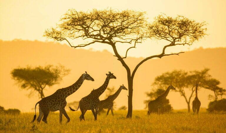4 Days Tanzania Best Safari