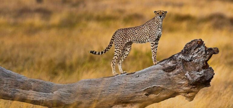 3 Days Tanzania Safari
