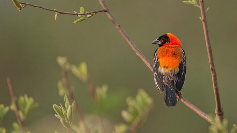 5 Days Tanzania Affordable Mid-range and luxury Safari